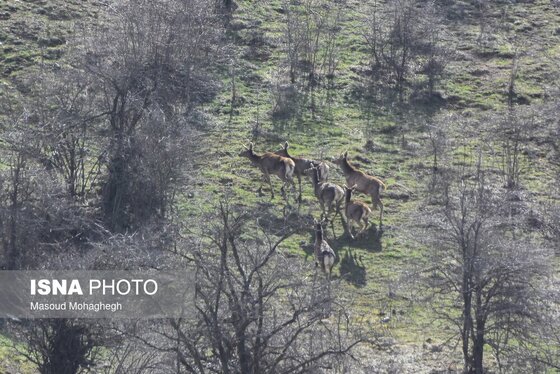 گزارش تصویری | سرشماری حیات وحش جنگل‌های هیرکانی رودبارک - سمنان