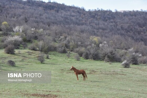 گزارش تصویری | سرشماری حیات وحش جنگل‌های هیرکانی رودبارک - سمنان
