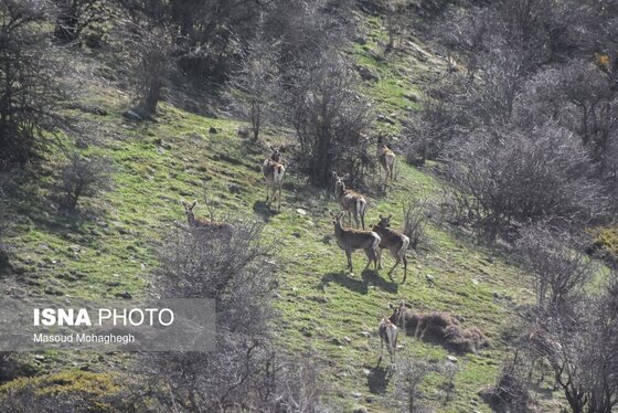 گزارش تصویری | سرشماری حیات وحش جنگل‌های هیرکانی رودبارک - سمنان