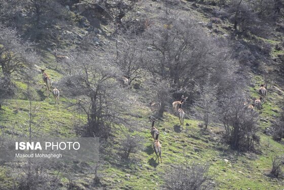 گزارش تصویری | سرشماری حیات وحش جنگل‌های هیرکانی رودبارک - سمنان