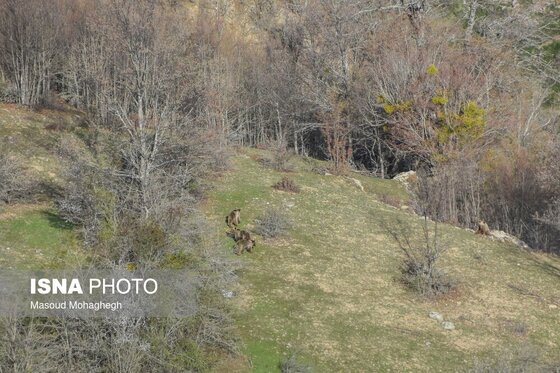 گزارش تصویری | سرشماری حیات وحش جنگل‌های هیرکانی رودبارک - سمنان