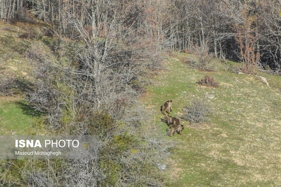گزارش تصویری | سرشماری حیات وحش جنگل‌های هیرکانی رودبارک - سمنان