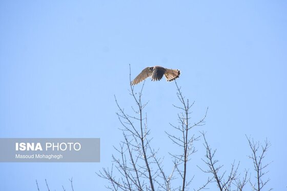 گزارش تصویری | سرشماری حیات وحش جنگل‌های هیرکانی رودبارک - سمنان