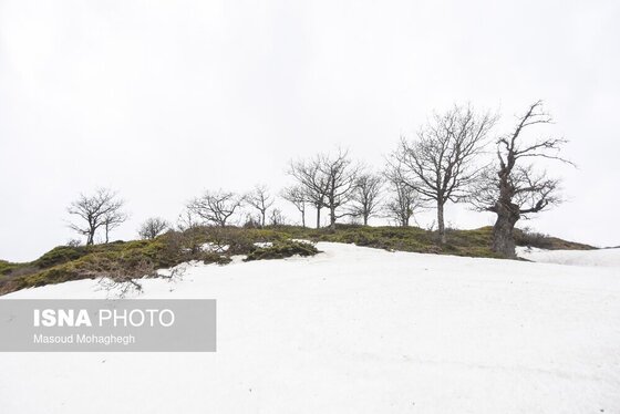 گزارش تصویری | سرشماری حیات وحش جنگل‌های هیرکانی رودبارک - سمنان