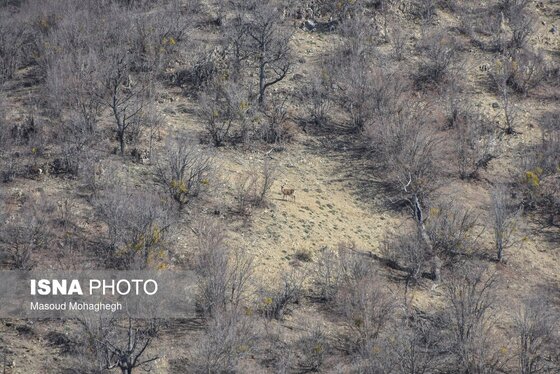 گزارش تصویری | سرشماری حیات وحش جنگل‌های هیرکانی رودبارک - سمنان