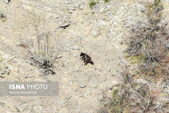 گزارش تصویری | سرشماری حیات وحش جنگل‌های هیرکانی رودبارک - سمنان