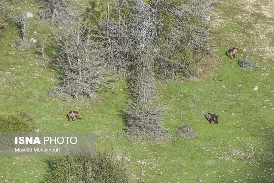 گزارش تصویری | سرشماری حیات وحش جنگل‌های هیرکانی رودبارک - سمنان