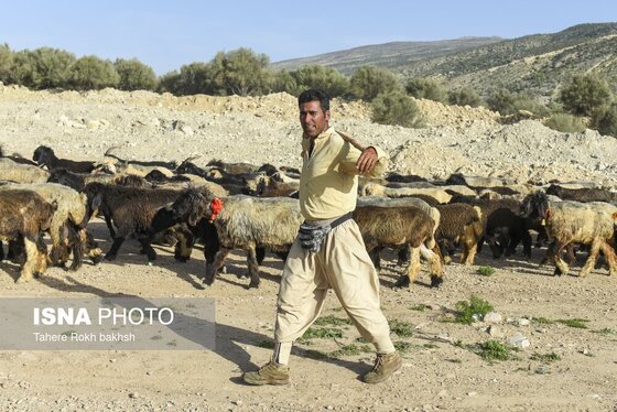 ایران زیباست | کوچ بهاری عشایر استان فارس