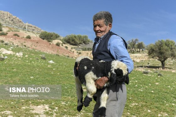 ایران زیباست | کوچ بهاری عشایر استان فارس