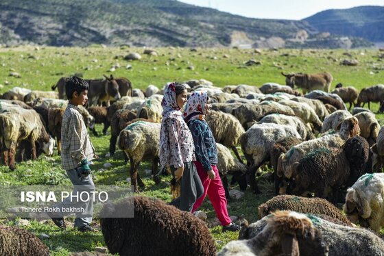 ایران زیباست | کوچ بهاری عشایر استان فارس