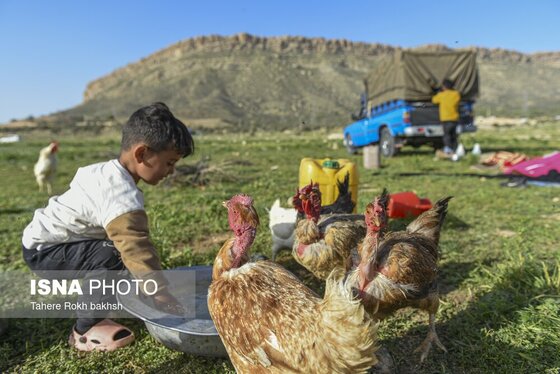ایران زیباست | کوچ بهاری عشایر استان فارس