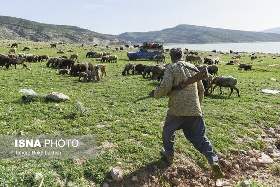 ایران زیباست | کوچ بهاری عشایر استان فارس