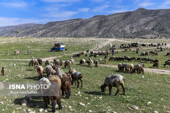 ایران زیباست | کوچ بهاری عشایر استان فارس