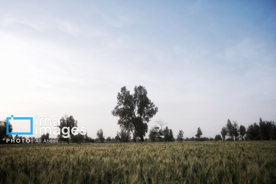 گزارش تصویری | ورود آب به سیستان پس از سال‌ها خشکسالی