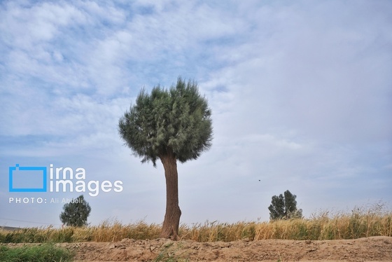 گزارش تصویری | ورود آب به سیستان پس از سال‌ها خشکسالی