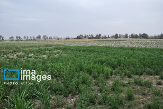 گزارش تصویری | ورود آب به سیستان پس از سال‌ها خشکسالی