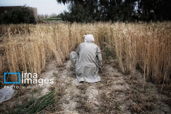 گزارش تصویری | ورود آب به سیستان پس از سال‌ها خشکسالی