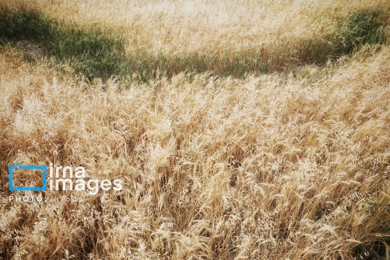 گزارش تصویری | ورود آب به سیستان پس از سال‌ها خشکسالی