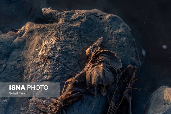 گزارش تصویری | بارندگی، روزنه امید دریاچه ارومیه