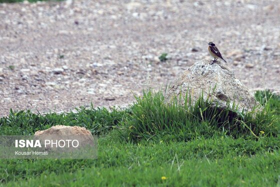 ایران زیباست | طبیعت بهاری تالاب «هشیلان» - کرمانشاه