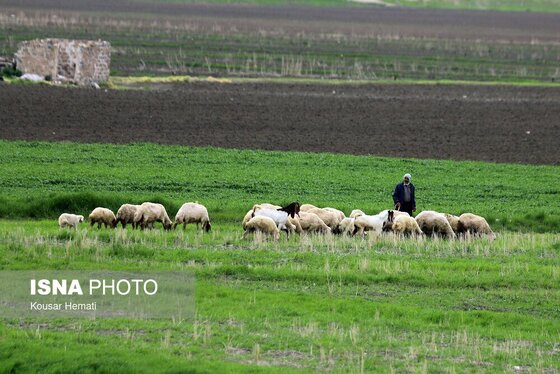 ایران زیباست | طبیعت بهاری تالاب «هشیلان» - کرمانشاه