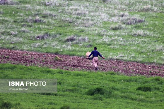ایران زیباست | طبیعت بهاری تالاب «هشیلان» - کرمانشاه