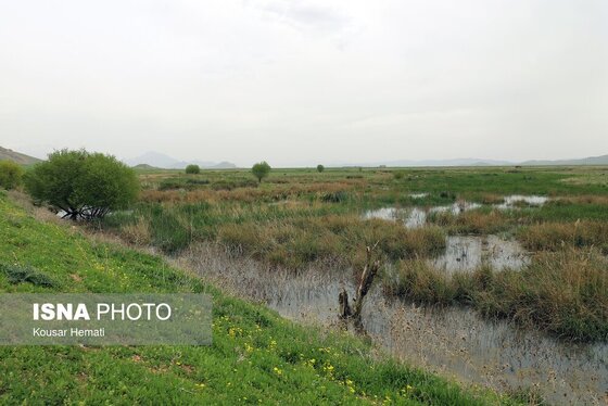 ایران زیباست | طبیعت بهاری تالاب «هشیلان» - کرمانشاه