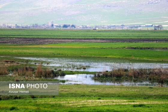 ایران زیباست | طبیعت بهاری تالاب «هشیلان» - کرمانشاه