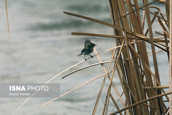 ایران زیباست | طبیعت بهاری تالاب «هشیلان» - کرمانشاه