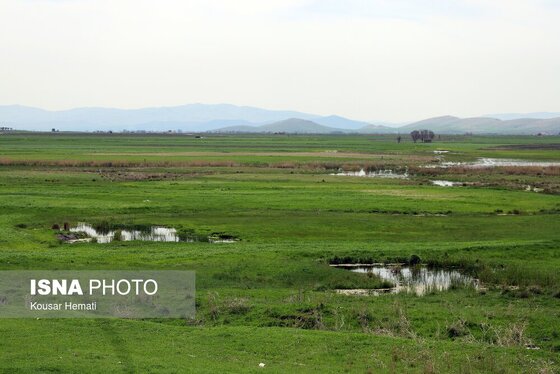 ایران زیباست | طبیعت بهاری تالاب «هشیلان» - کرمانشاه