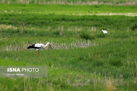 ایران زیباست | طبیعت بهاری تالاب «هشیلان» - کرمانشاه