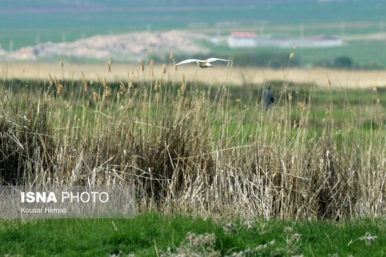 ایران زیباست | طبیعت بهاری تالاب «هشیلان» - کرمانشاه