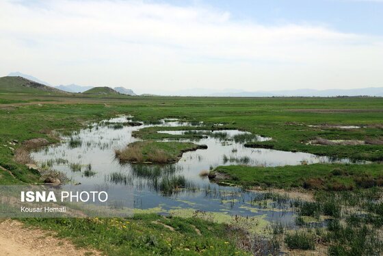 ایران زیباست | طبیعت بهاری تالاب «هشیلان» - کرمانشاه