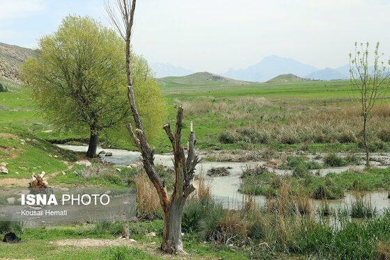ایران زیباست | طبیعت بهاری تالاب «هشیلان» - کرمانشاه