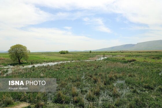 ایران زیباست | طبیعت بهاری تالاب «هشیلان» - کرمانشاه