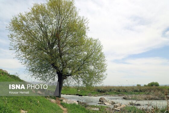 ایران زیباست | طبیعت بهاری تالاب «هشیلان» - کرمانشاه