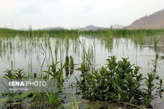 ایران زیباست | طبیعت بهاری تالاب «هشیلان» - کرمانشاه