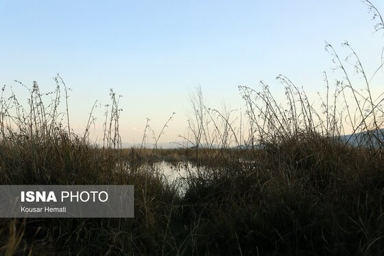 ایران زیباست | طبیعت بهاری تالاب «هشیلان» - کرمانشاه