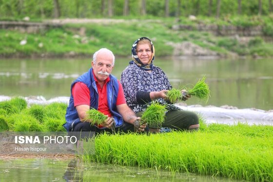 ایران زیباست | آغاز فصل کشت نشا برنج - بابل