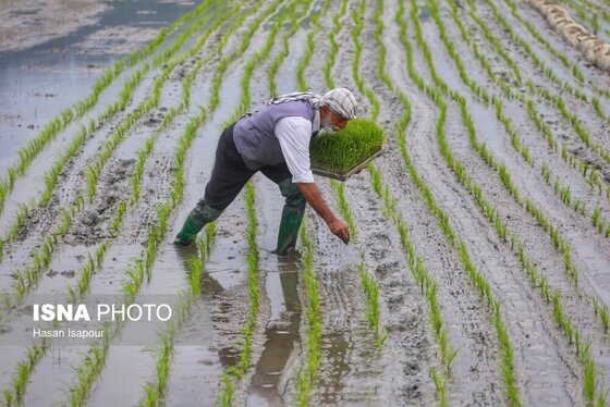 ایران زیباست | آغاز فصل کشت نشا برنج - بابل