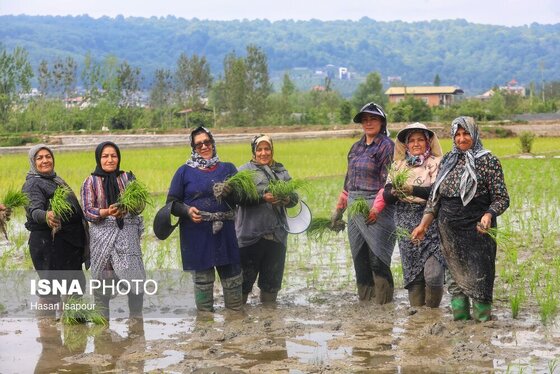 ایران زیباست | آغاز فصل کشت نشا برنج - بابل