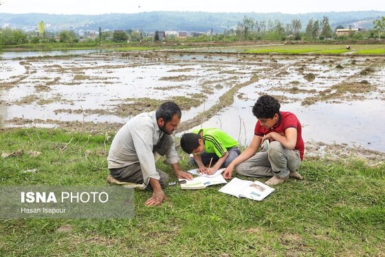 ایران زیباست | آغاز فصل کشت نشا برنج - بابل