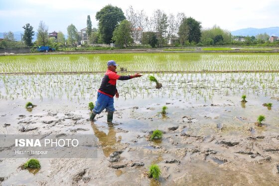 ایران زیباست | آغاز فصل کشت نشا برنج - بابل