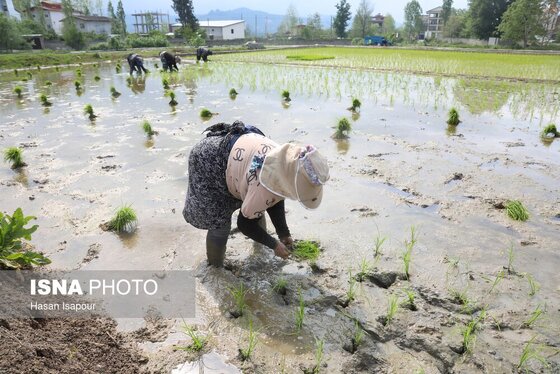 ایران زیباست | آغاز فصل کشت نشا برنج - بابل