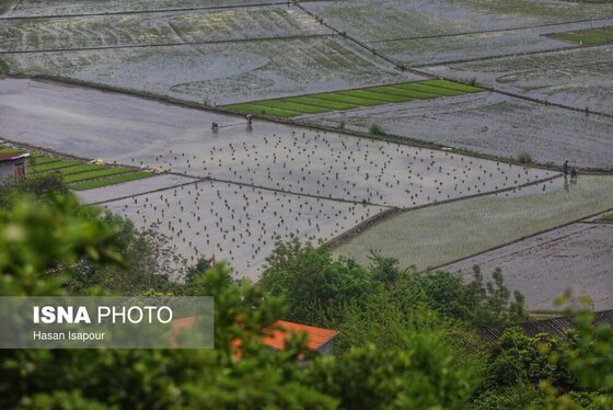 ایران زیباست | آغاز فصل کشت نشا برنج - بابل