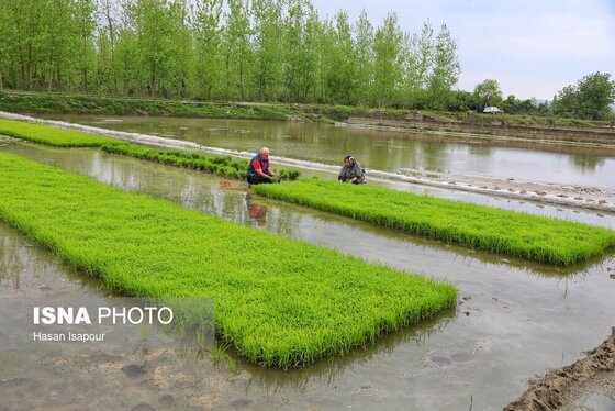 ایران زیباست | آغاز فصل کشت نشا برنج - بابل