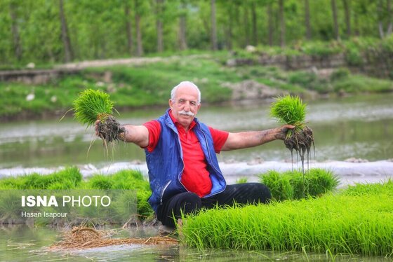 ایران زیباست | آغاز فصل کشت نشا برنج - بابل