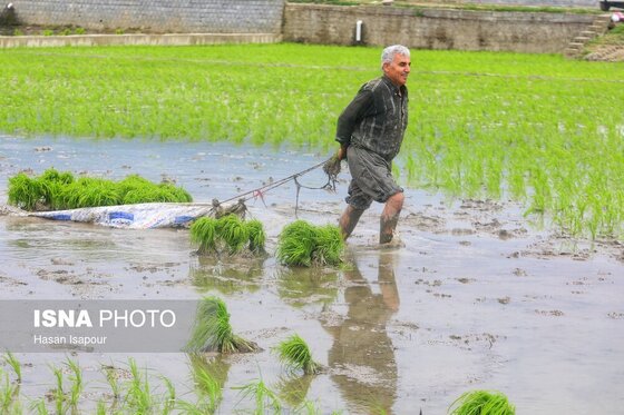 ایران زیباست | آغاز فصل کشت نشا برنج - بابل