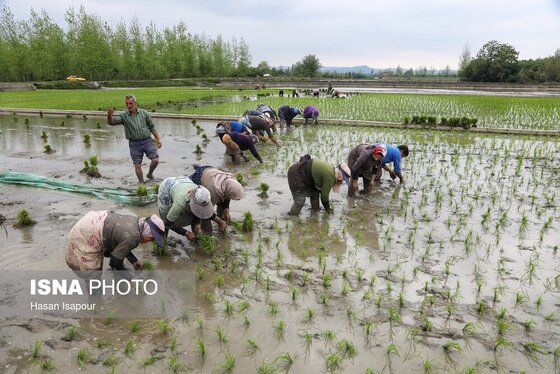ایران زیباست | آغاز فصل کشت نشا برنج - بابل