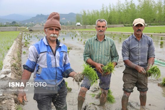 ایران زیباست | آغاز فصل کشت نشا برنج - بابل
